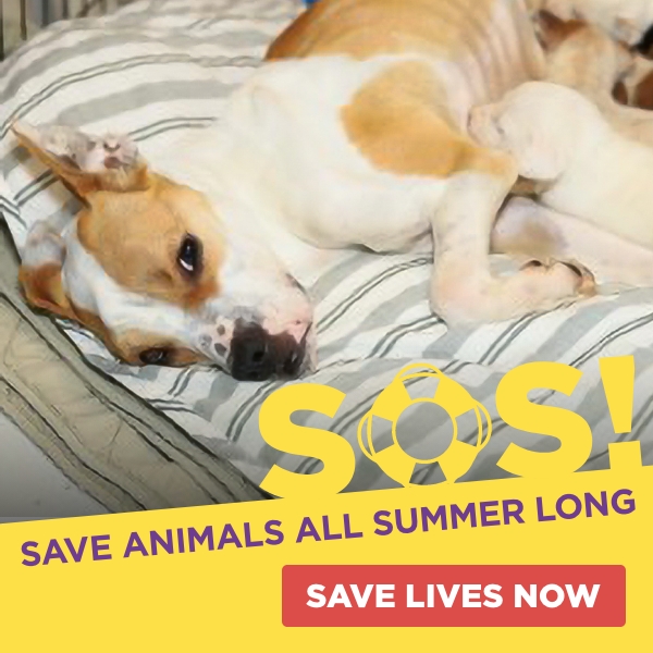 https://give.vhslifesaver.org/