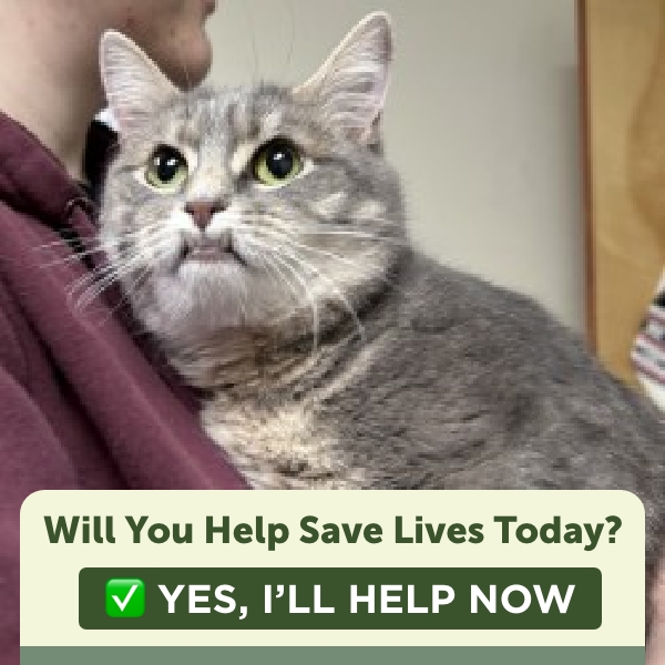 https://give.vhslifesaver.org/