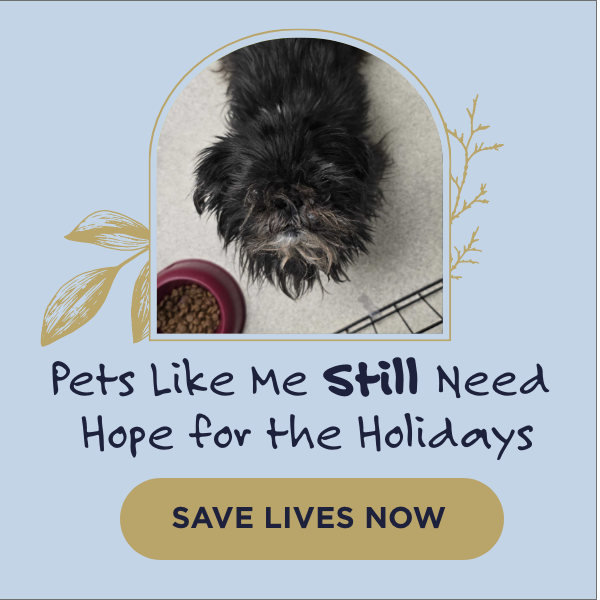 https://give.vhslifesaver.org/