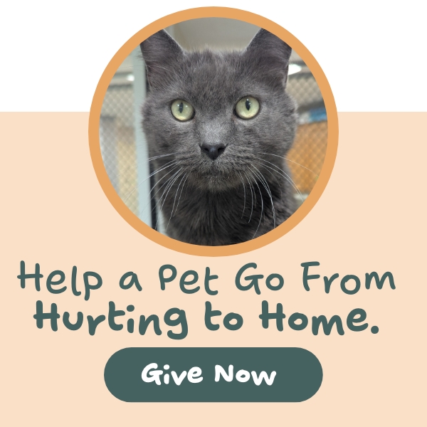 https://give.vhslifesaver.org/