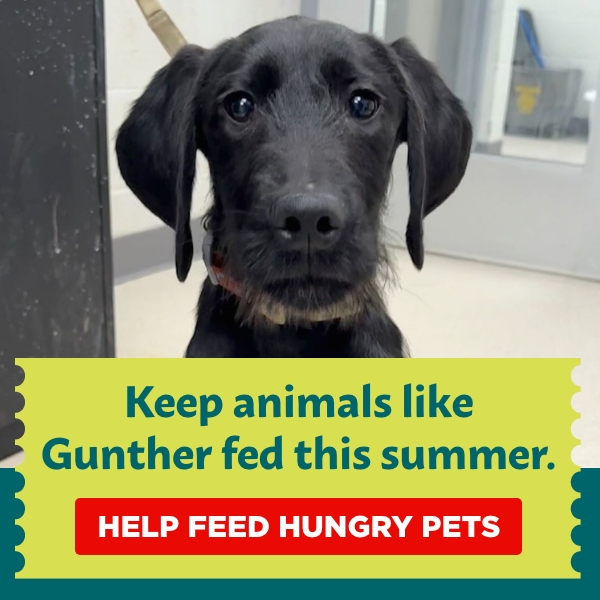 https://give.vhslifesaver.org/