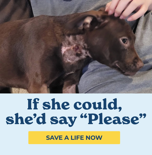 https://give.vhslifesaver.org/